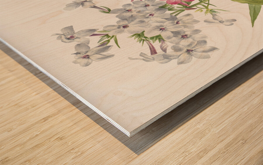 Perennial Phlox Phlox paniculata 1934 Wood print