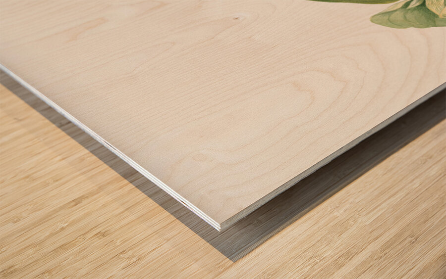 Toad Trillium Trillium sessile 1920 Wood print