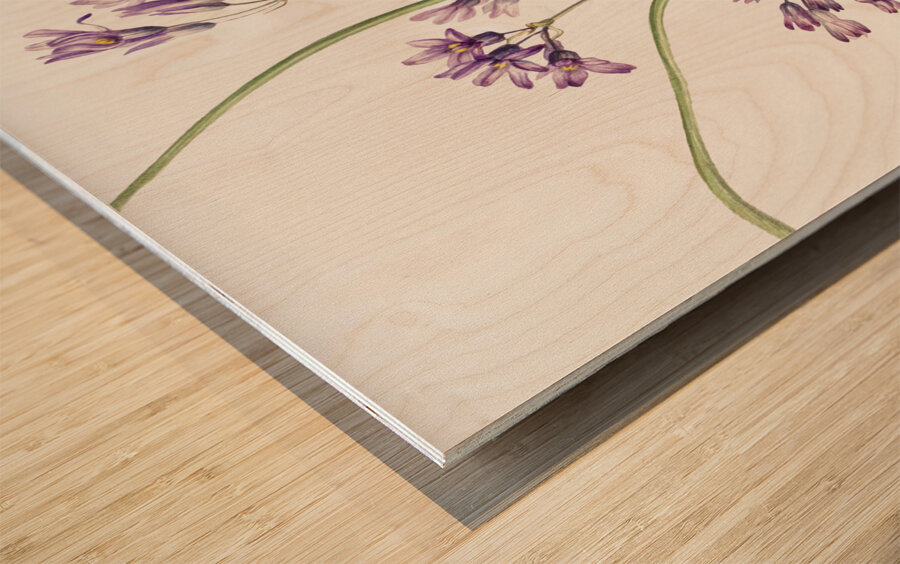 Wild Hyacinth Brodiaea pulchella 1927 Wood print