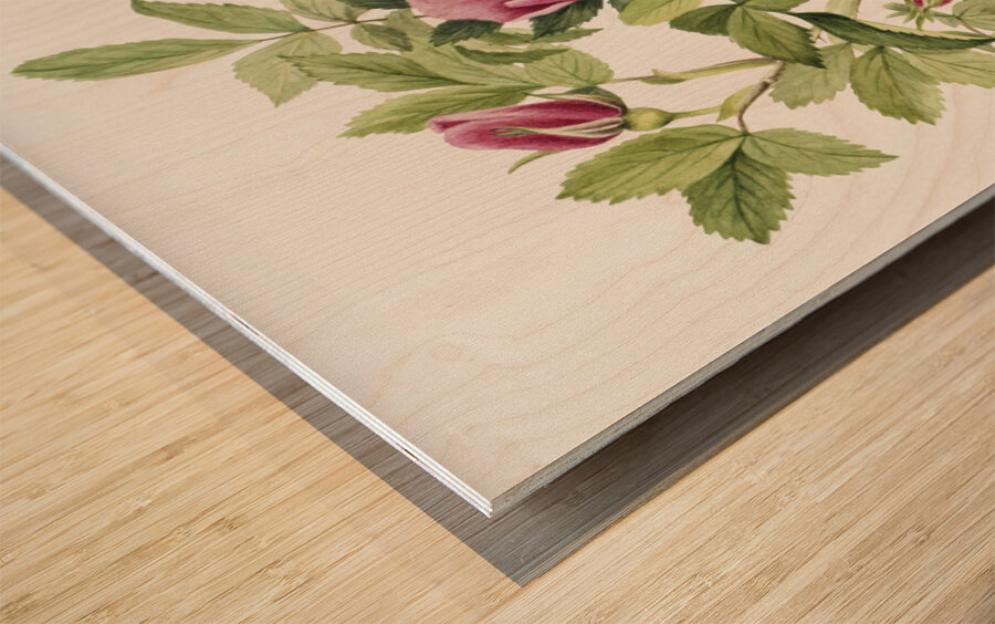 Bourgeau Rose Rosa bourgeauiana 1920 Wood print