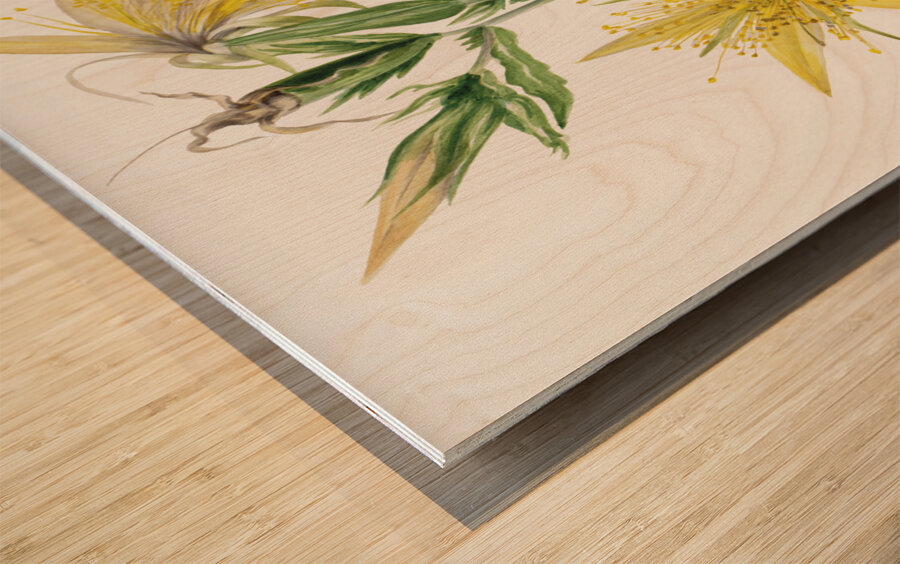 Blazing Star Mentzelia laevicaulis 1930 Wood print