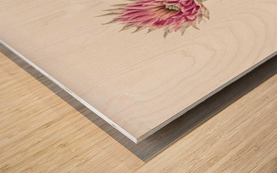 Cucumber cactus 1939 Wood print