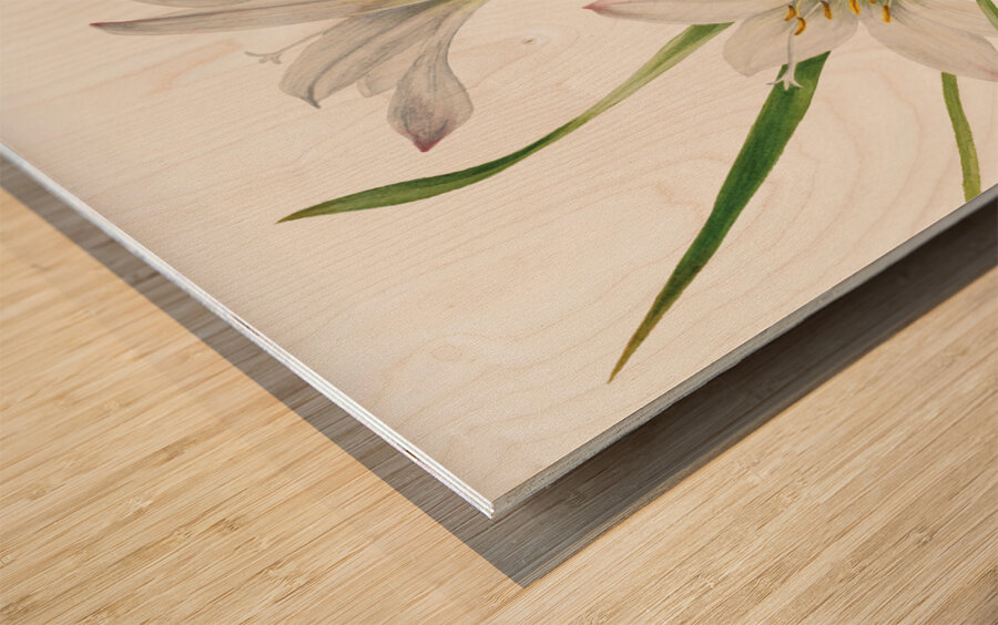 Atamasco Lily Atamosco atamasco 1925 Wood print