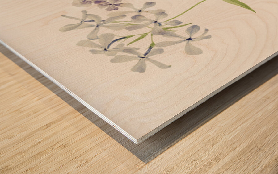 Blue Phlox Phlox divaricata 1917 Wood print