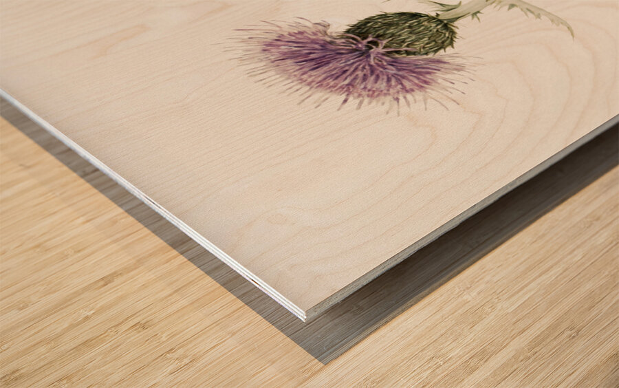 Prairie Thistle Cirsium undulatum 1923 Wood print