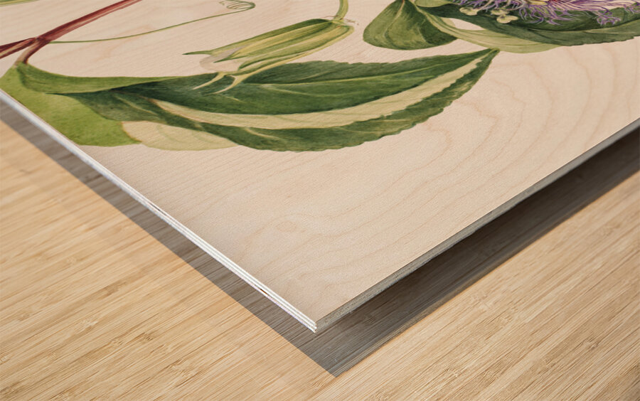 Maypop Passiflora incarnata 1926 Wood print