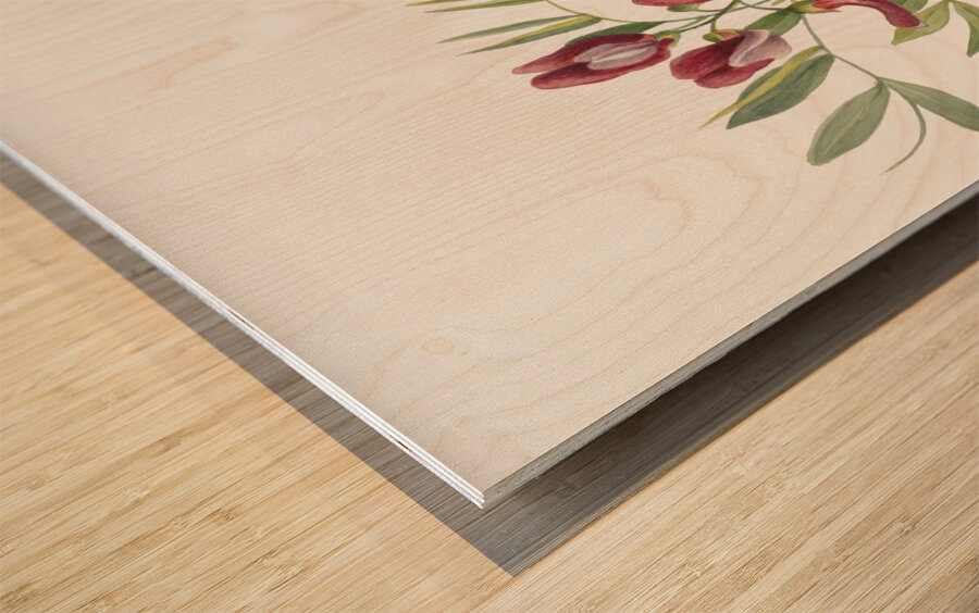 Wild Pea Lathyrus decaphyllus 1938 Wood print