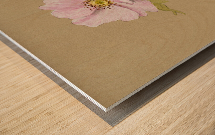 Flower Study 1876–1878 Wood print