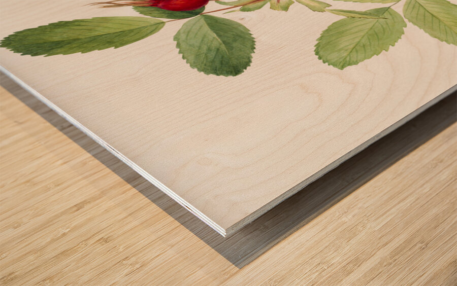 Bourgeau Rose Rosa bourgeauiana 1920 Wood print