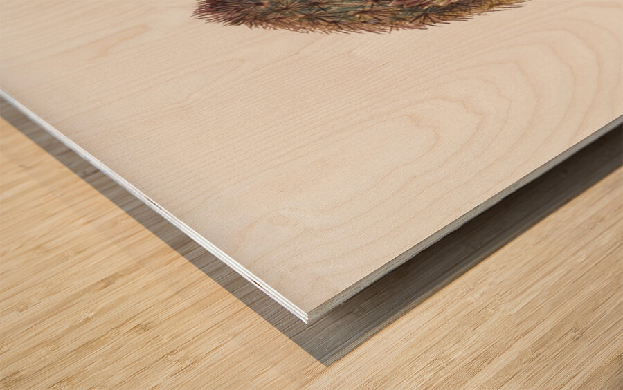 Green Strawberry Cactus Echinocereus viridiflorus 1925 Wood print