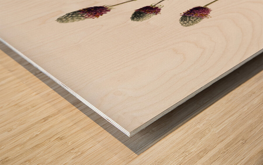 Purple Prairieclover Petalostemon purpureum 1927 Wood print