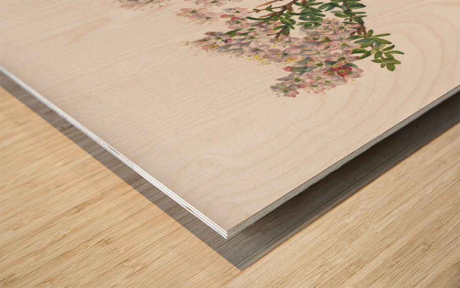 Sand Myrtle Leiophyllum lyoni 1930  Wood print