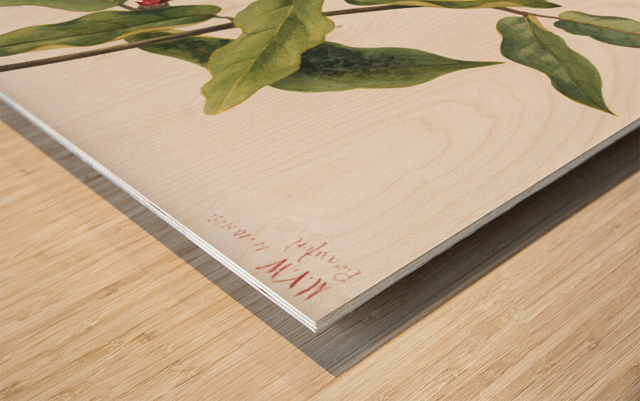 Crossvine Anisostichus capreolatus 1925 Wood print