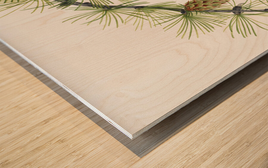 Western Larch Larix occidentalis 1923 Wood print