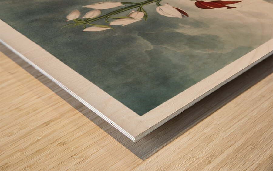 The Chinese Limodoron Wood print