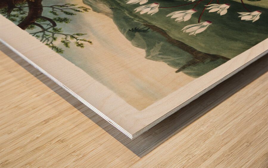 The Persian Cyclamen  Wood print