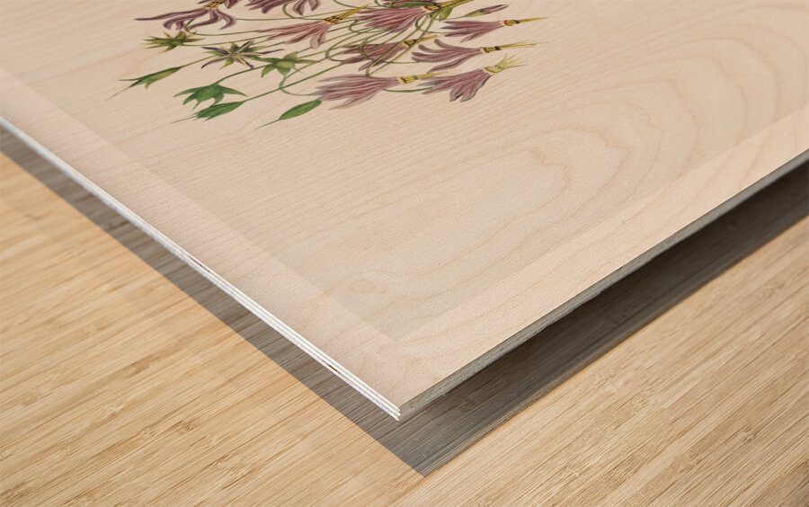 The American Cowslip Wood print