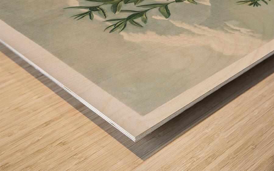 The Narrow–Leaved Kalmia Wood print