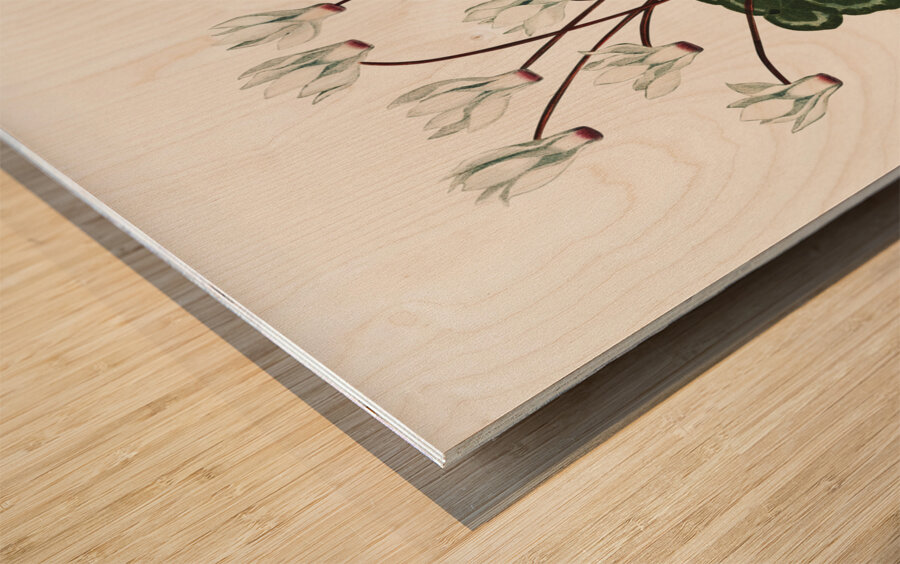 The Narrow–Leaved Kalmia Wood print