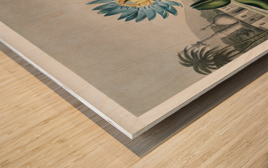 The Blue Egyptian Water-Lily Wood print