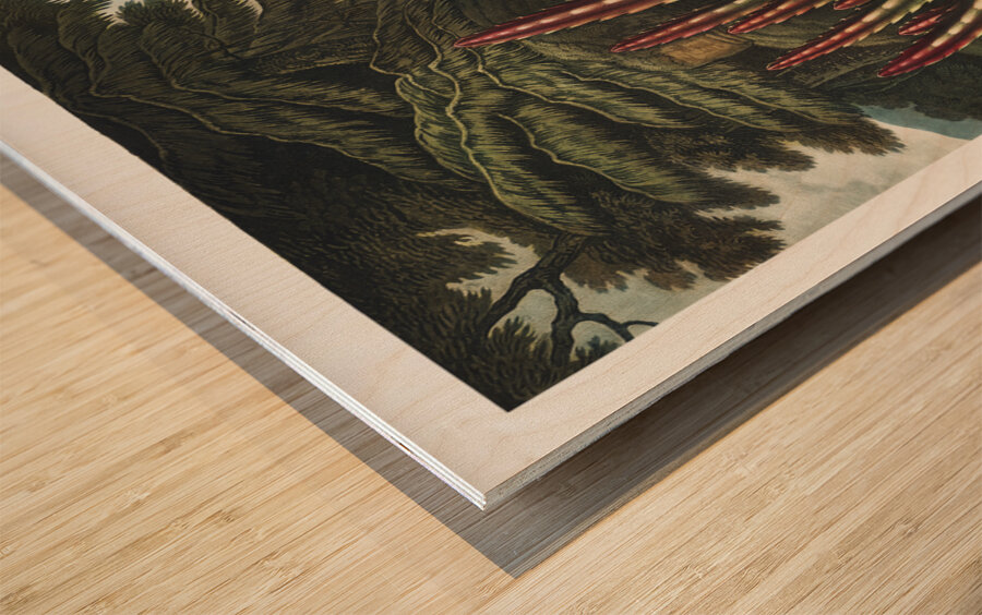 The Maggot–Bearing Stapelia Impression sur bois