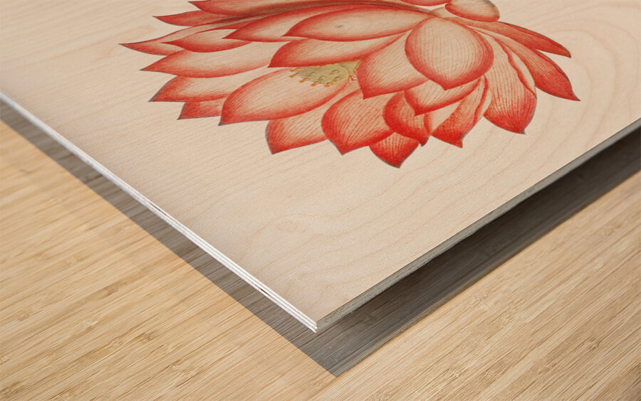 The Sacred Egyptian Bean Wood print