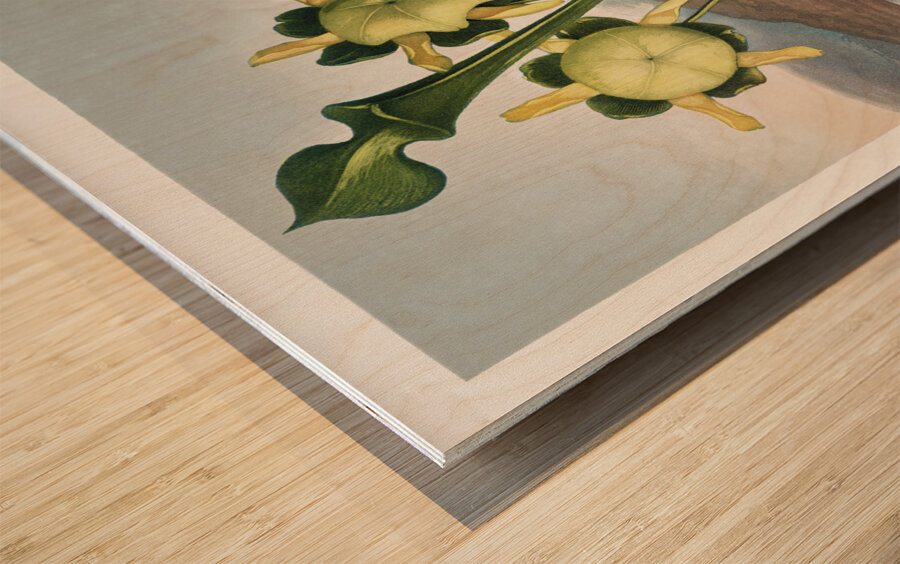 Pitcher Plant  Wood print