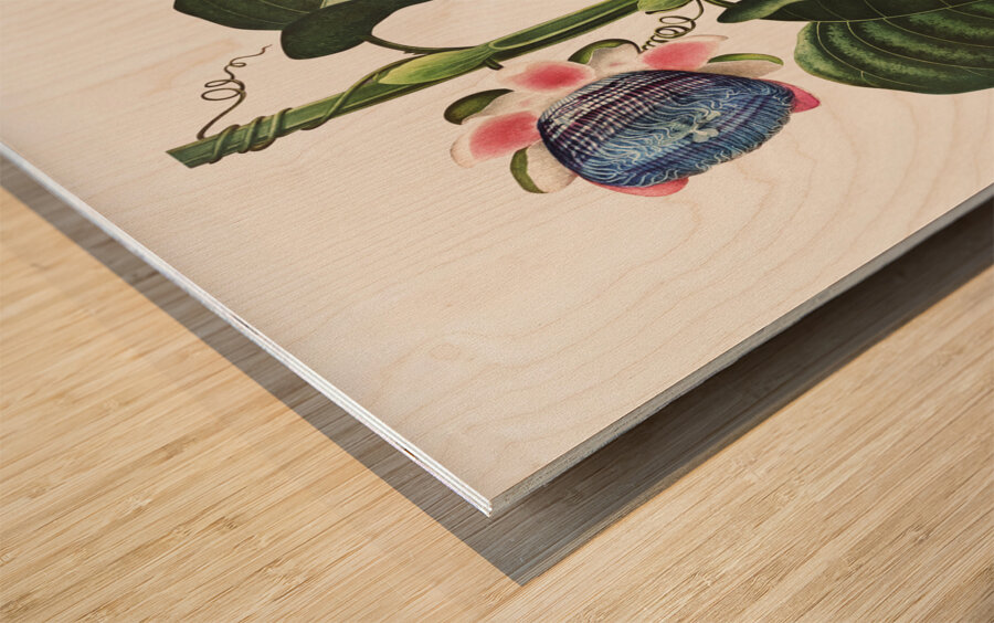 The Quadrangular Passion Flower  Wood print