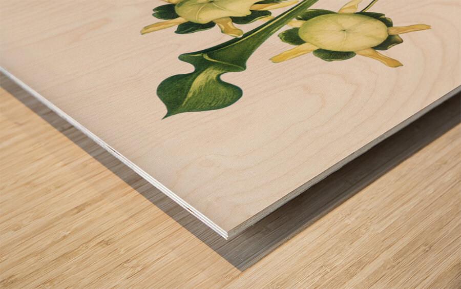 Pitcher Plant Wood print