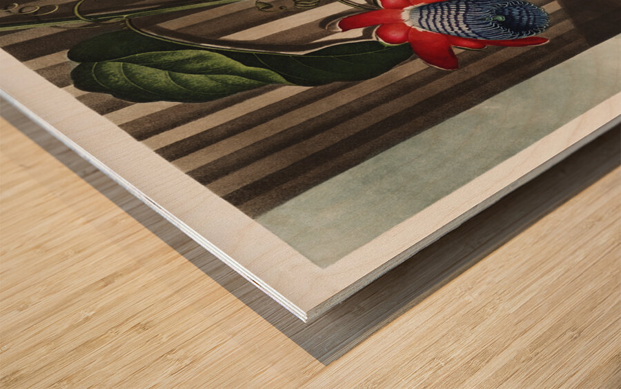 The Winged Passion-Flower Wood print