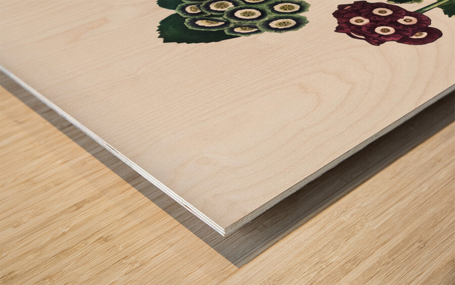 A Group of Auriculas Wood print