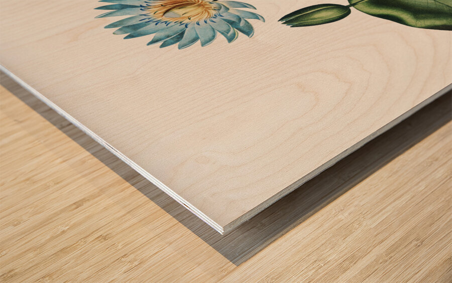 The Blue Egyptian Water-Lily Wood print