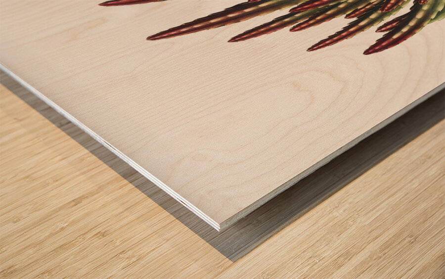 The Maggot–Bearing Stapelia Wood print