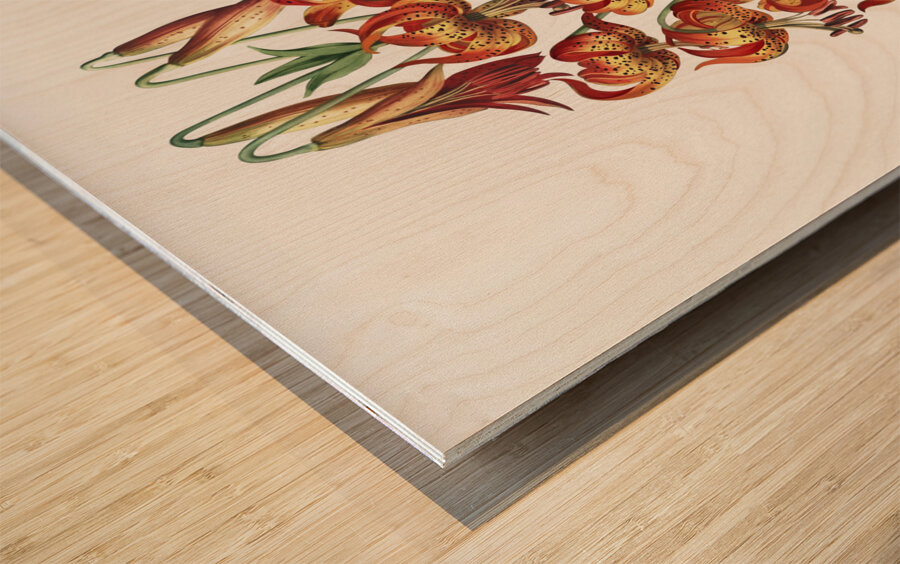 The Superb Lily  Wood print