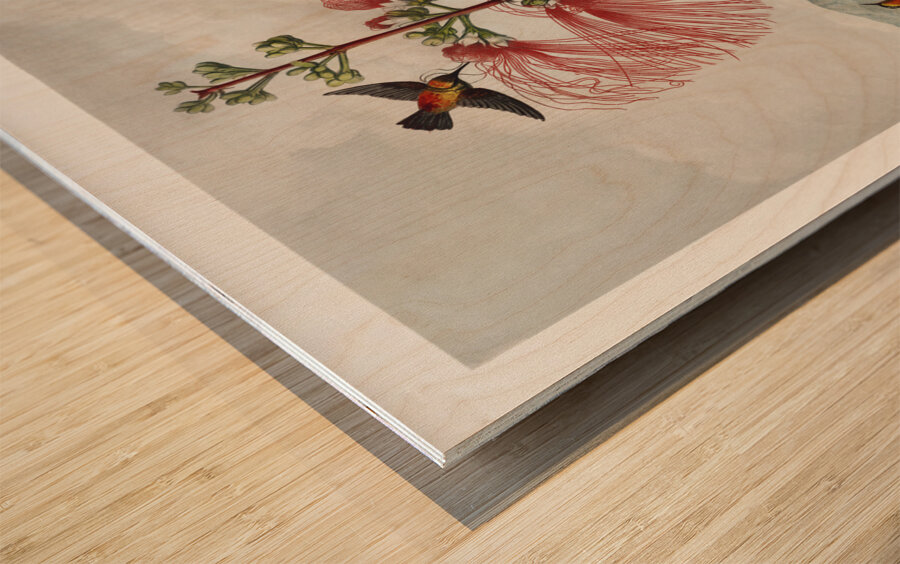 Large–Flowering Sensitive Plant Wood print