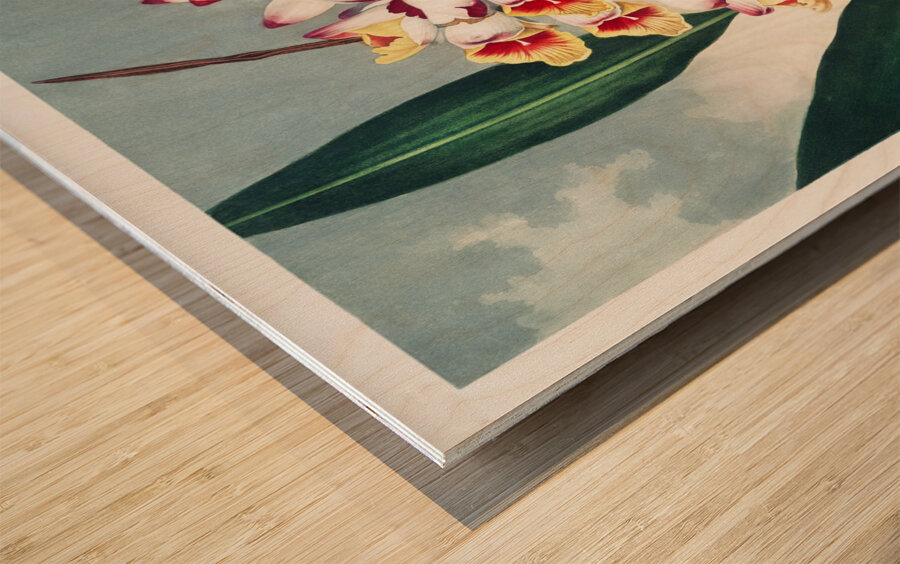 The Nodding Renealmia Wood print