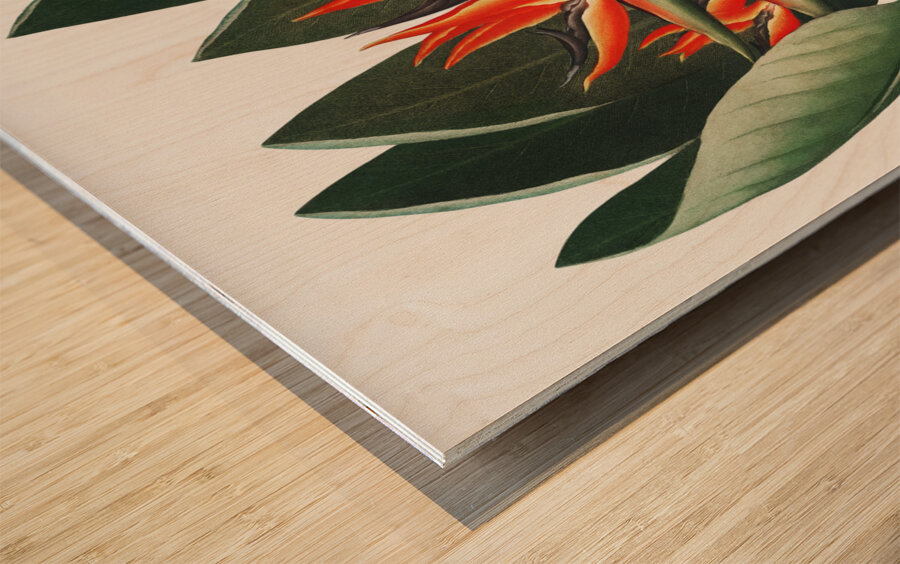 The Queen Plant Wood print