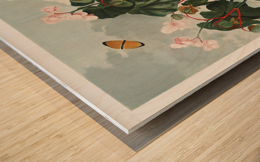 The Oblique–Leaved Begonia Impression sur bois