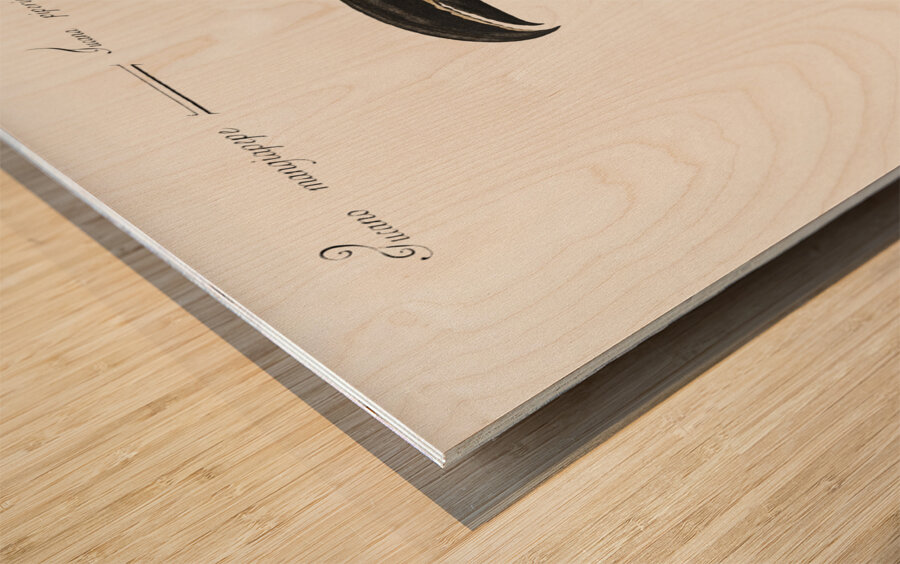 Tucana Piperivora Mangiapepe Toucan Impression sur bois