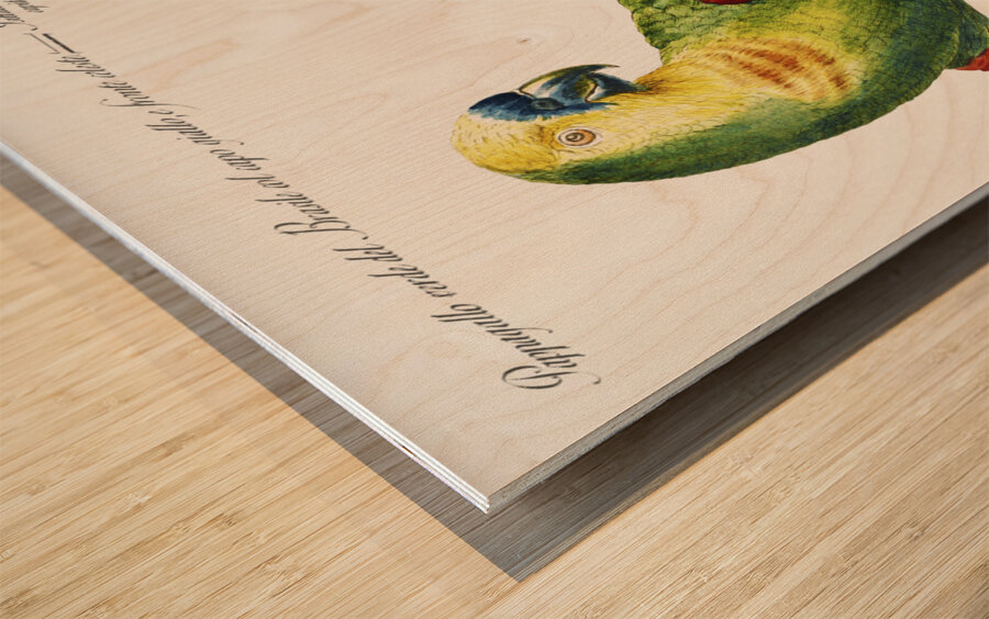 Pappagallo verde del Brasile col capo giallo e fronte celeste Parrot Wood print
