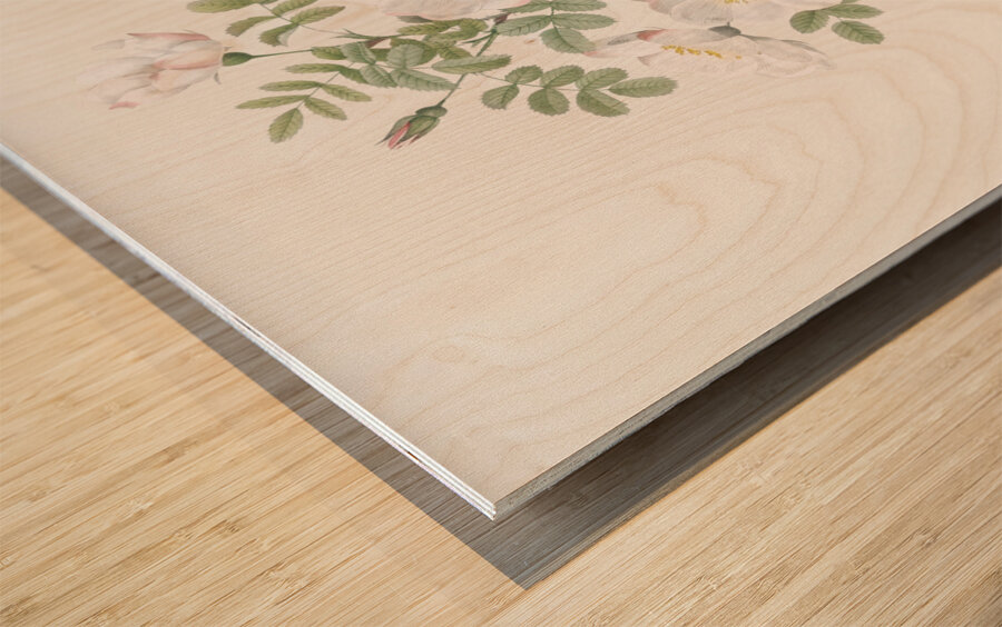 White burnet roses Wood print