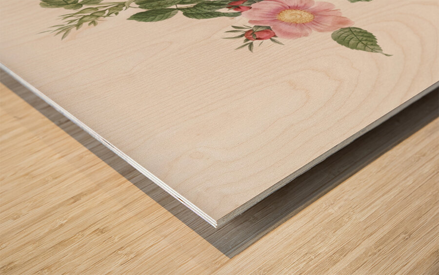 Dog rose in bloom Wood print