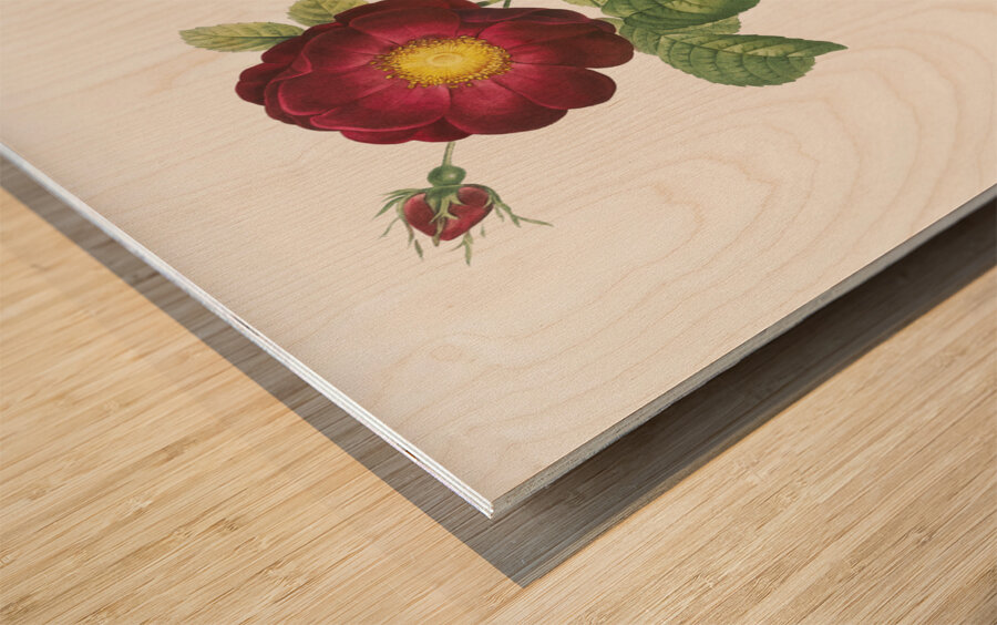Simple-Flowered French Rose Wood print