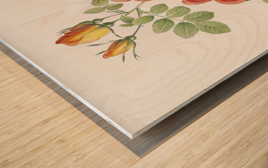 Vintage Austrian Briar rose Wood print