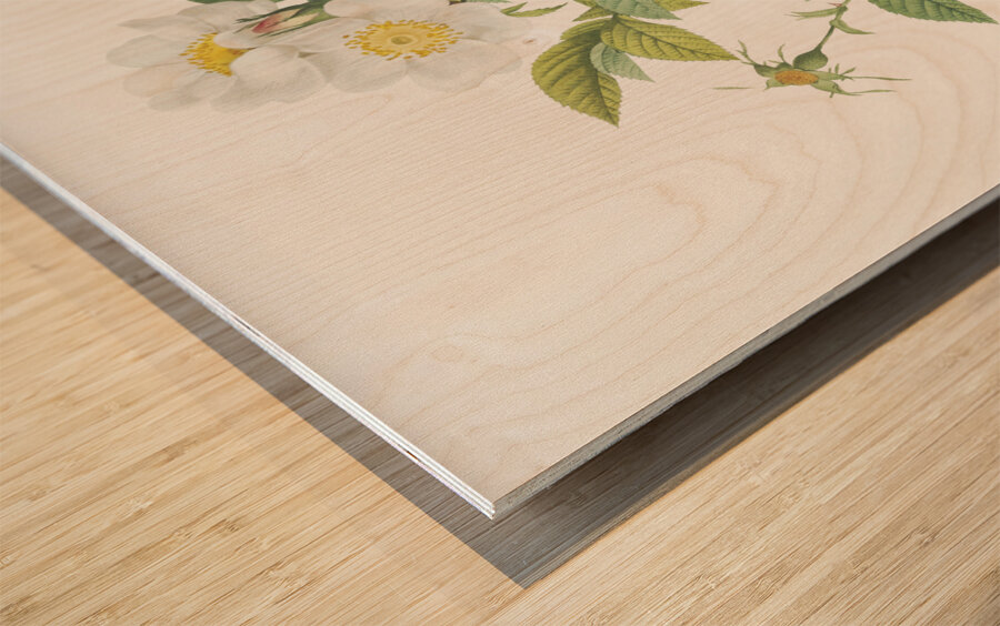 Vintage red rose Wood print