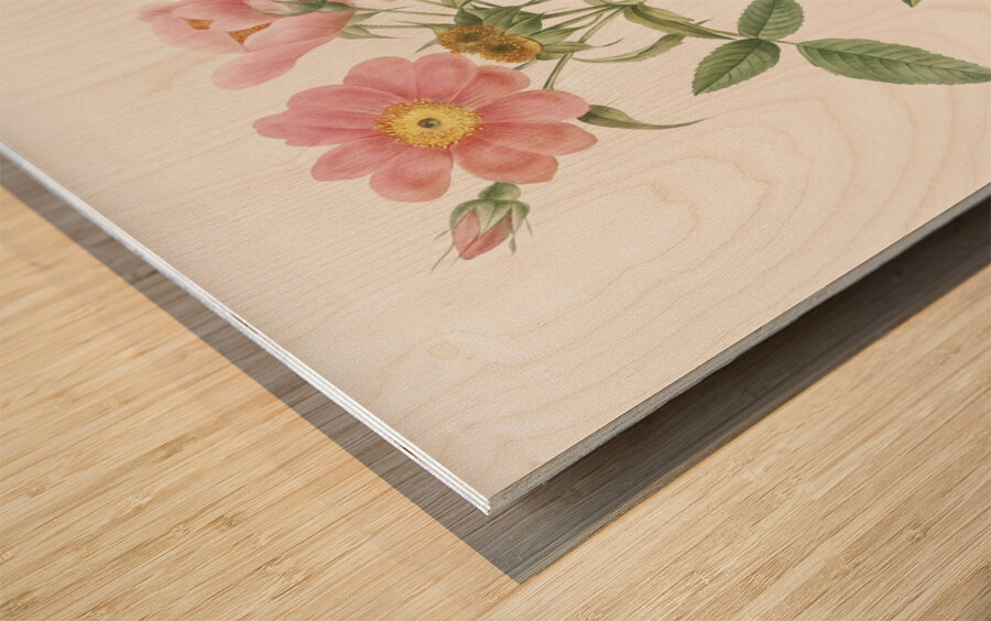 Lady monson rose in bloom Wood print