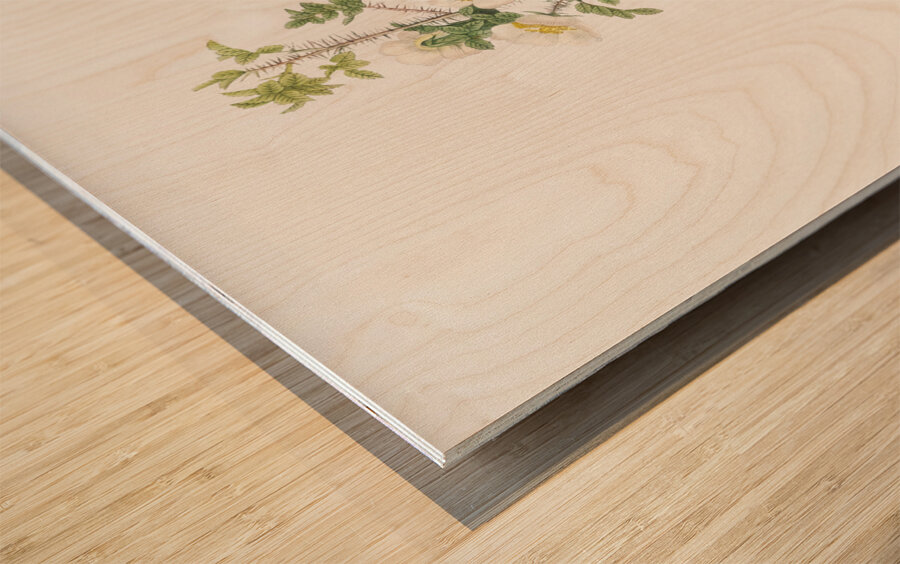 Scotch rose in bloom Wood print