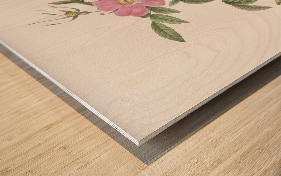 Pink boursault rose Wood print