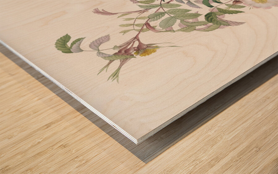 Pink boursault rose Wood print