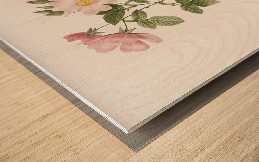 Redleaf rose in bloom Wood print